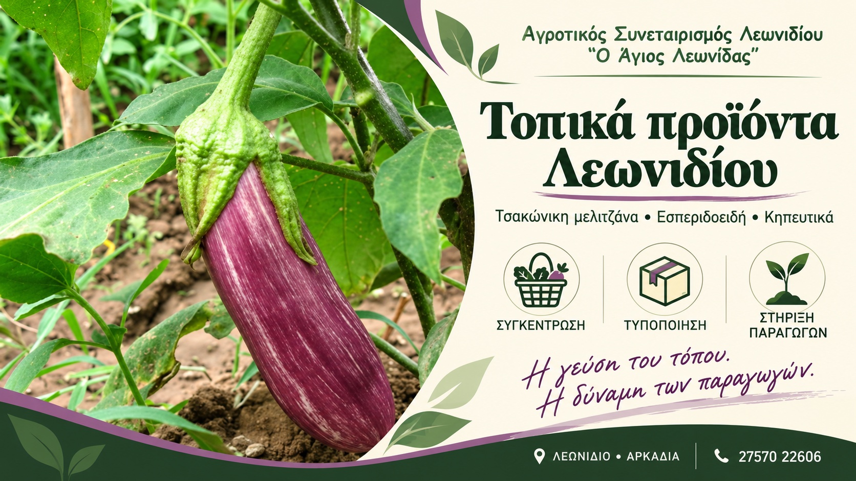 Τοπικά προϊόντα Λεωνιδίου | Αγροτικός Συνεταιρισμός «Ο Άγιος Λεωνίδας» | Τσακώνικη μελιτζάνα